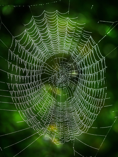 Web Design Project 1